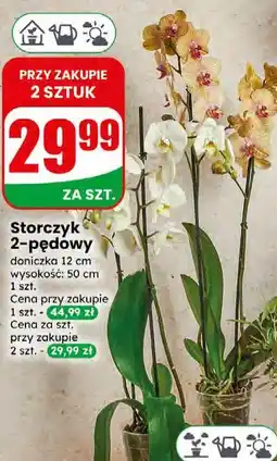 Dino Storczyk 2-pędowy oferta