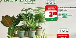 Dino Kwiat Rośliny zielone oferta