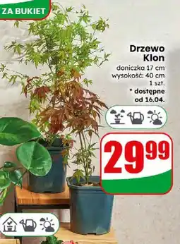 Dino Kwiat Monstera oferta