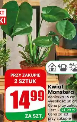 Dino Drzewko Cytrusowe oferta