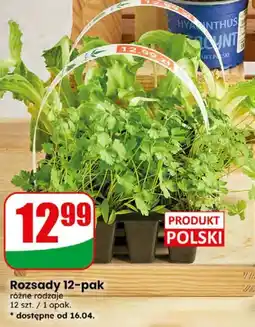Dino Rozsady 12-pak oferta