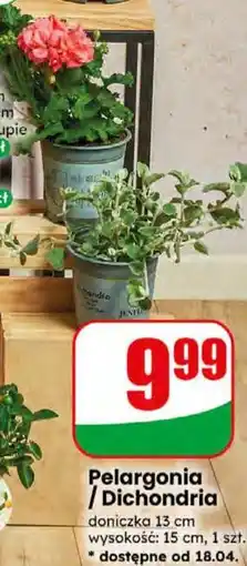 Dino Pelargonia / Dichondria oferta