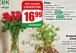 Dino Drzewo Klon oferta