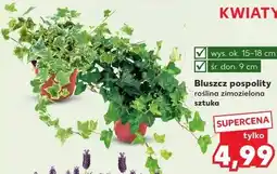 Kaufland Bluszcz pospolity oferta