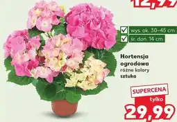 Kaufland Hortensja ogrodowa oferta