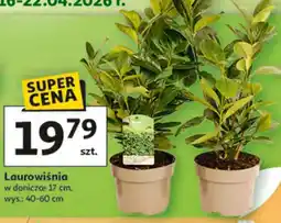 Auchan Laurowiśnia oferta