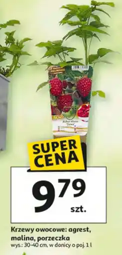 Auchan Krzewy owocowe: agrest, malina, porzeczka oferta