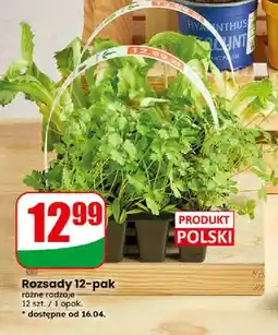 Dino Rozsady 12-pak różne rodzaje oferta
