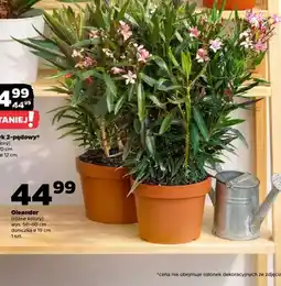 Netto Oleander (różne kolory) oferta