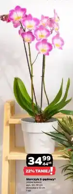 Netto Storczyk 2-pędowy (różne kolory) oferta