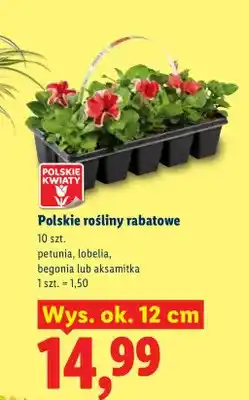 Lidl Rośliny rabatowe petunia, lobelia, begonia lub aksamitka oferta