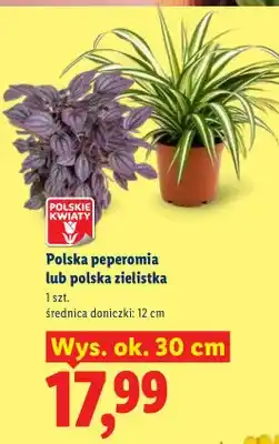 Lidl Peperomia lub zielistka oferta