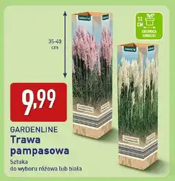 ALDI Trawa pampasowa różowa lub biała oferta