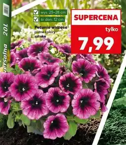 Kaufland Petunia wisząca oferta
