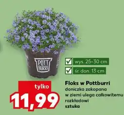Kaufland Floks w Pottburri oferta