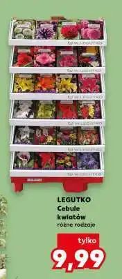Kaufland LEGUTKO Cebule kwiatów oferta