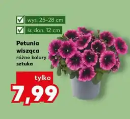 Kaufland Petunia wisząca oferta