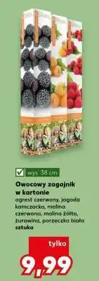 Kaufland Owocowy zagajnik w kartonie oferta