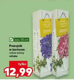 Kaufland Powojnik w kartonie oferta