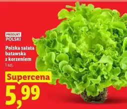 Lidl Polska sałata batawska z korzeniem oferta