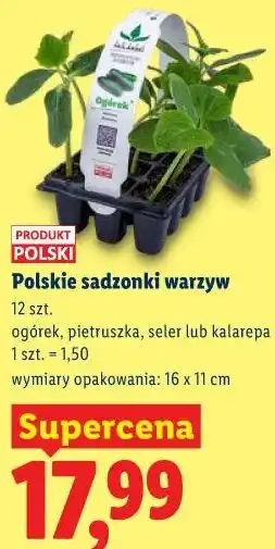 Lidl Polskie sadzonki warzyw 12 szt oferta