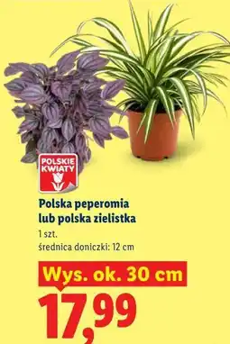 Lidl Polska peperomia lub polska zielistka 1 szt oferta