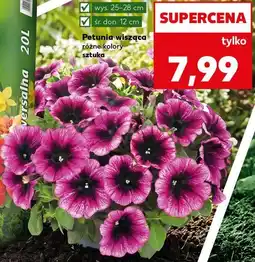 Kaufland Petunia wisząca różne kolory oferta