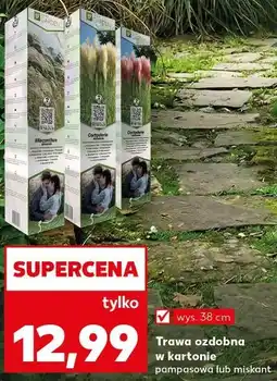 Kaufland Trawa ozdobna w kartonie pampasowa lub miskant oferta