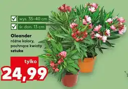 Kaufland Oleander różne kolory, pachnące kwiaty oferta