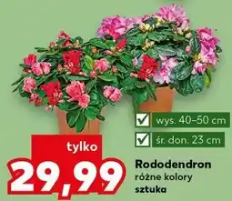 Kaufland Rododendron różne kolory oferta