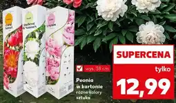 Kaufland Peonia w kartonie różne kolory oferta