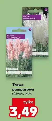 Kaufland Trawa pampasowa różowa, biała oferta