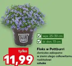 Kaufland Floks w Pottburri doniczka zakopana oferta