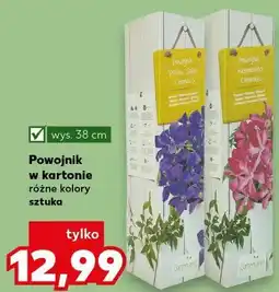 Kaufland Powojnik w kartonie różne kolory oferta