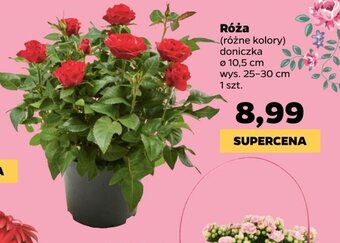 Netto Róża oferta