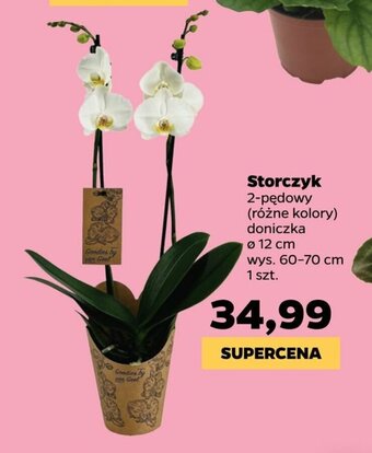 Netto Storczyk oferta