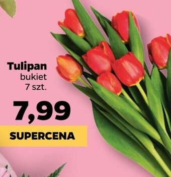 Netto Tulipan oferta