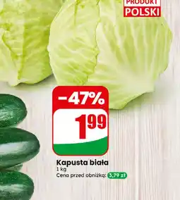 Dino Kapusta biała Polski oferta
