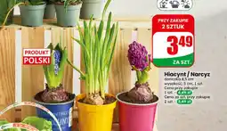 Dino Hiacynt Polski oferta