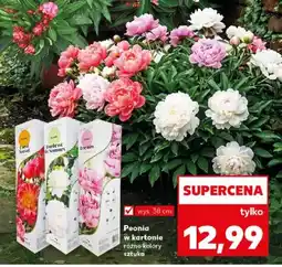Kaufland Piwonia w kartonie różne kolory oferta