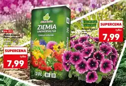 Kaufland Petunia wisząca różne kolory i sztuki oferta