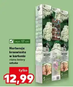 Kaufland Hortensja krzewiasta w kartonie różne kolory sztuka oferta