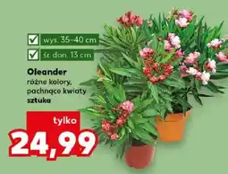 Kaufland Oleander różne kolory pachnące kwiaty sztuka oferta