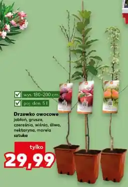 Kaufland Drzewko owocowe jabłoń, grusza, czereśnia, wiśnia, śliwa, nektaryna, morela sztuka oferta