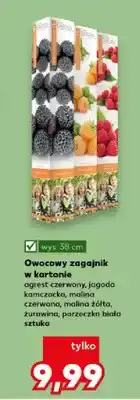 Kaufland Owocowy zagajnik w kartonie agrest czerwony oferta