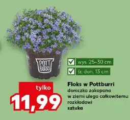 Kaufland Floks doniczka zakopana w ziemi ulego całkowitemu rozkładowi oferta