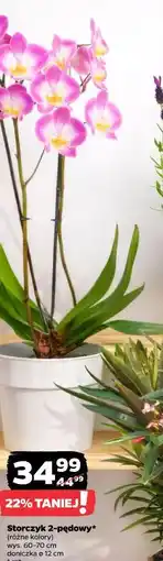 Netto Storczyk 2-pędowy oferta