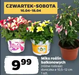 Netto Miks roślin balkonowych (różne rodzaje) doniczka o 10,5-12 cm oferta