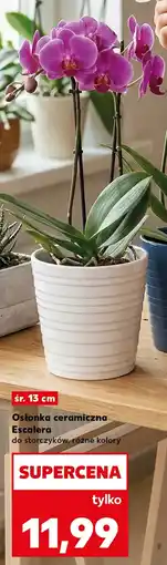 Kaufland Osłonka oferta