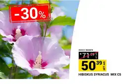 Merkury Market Hibiskus syriacus mix C5 oferta